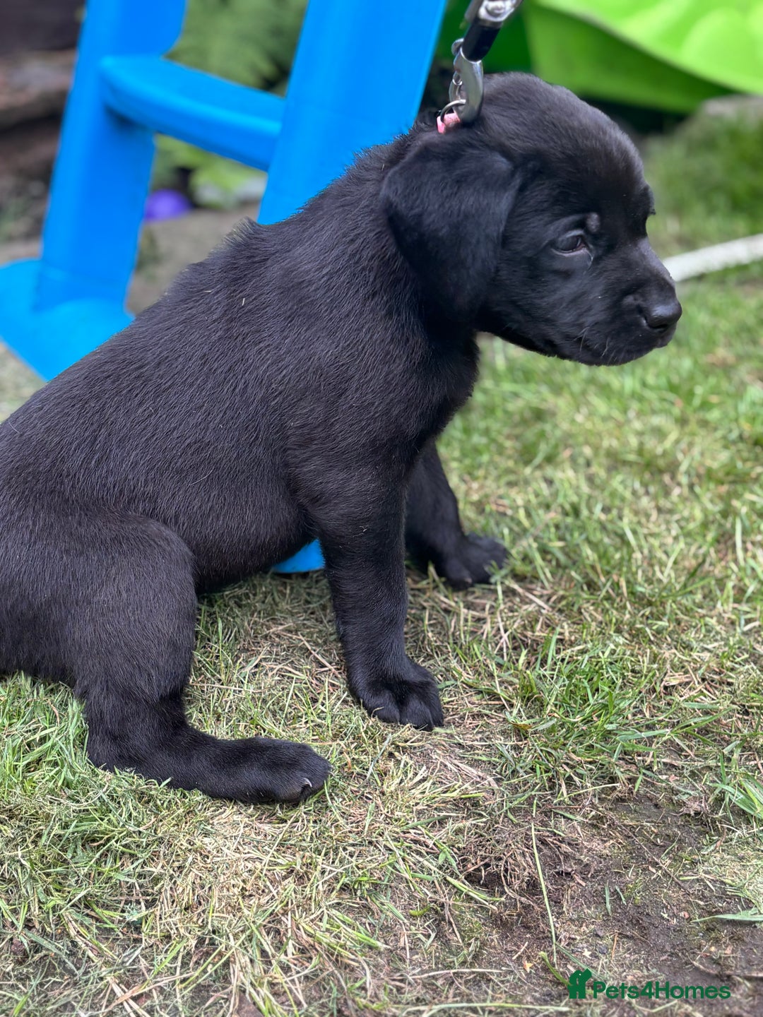 Labrador Retriever dogs for sale: KC registered Labrador retrievers for sale  - Image 18