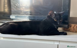 Mixed Breed cats for sale: Cat for rehoming  - Image 2