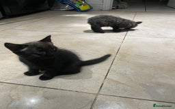 Mixed Breed cats for sale: Russian blu mix  - Image 12