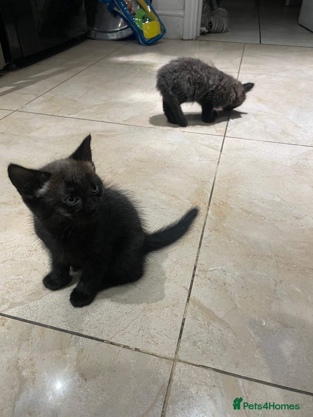 Mixed Breed cats for sale: Russian blu mix  - Image 12