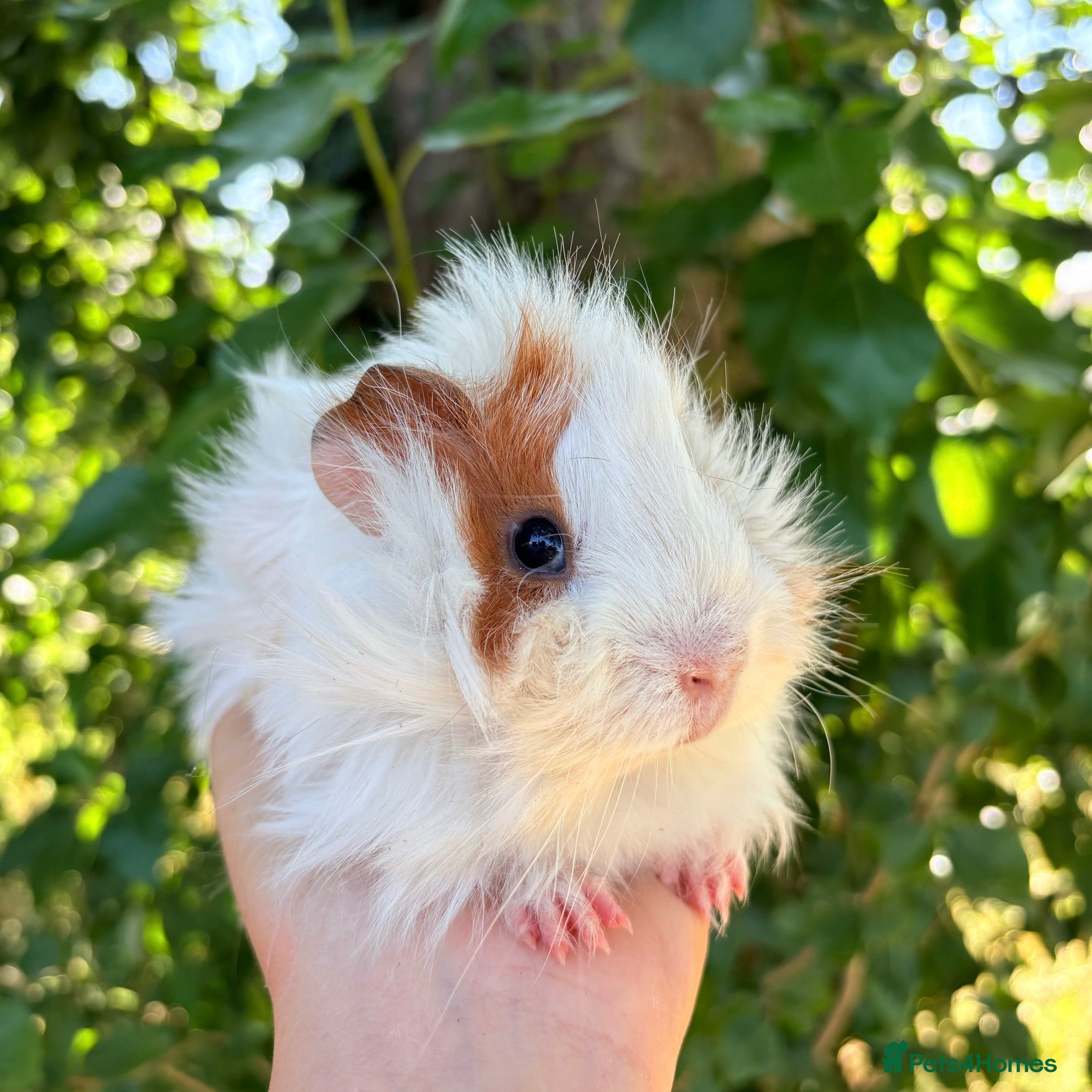Guinea Pig rodents LOTS of Friendly baby Boys 🩵 - Advert 2