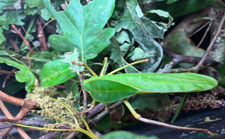 Stick Insects invertebrates - Advert 4