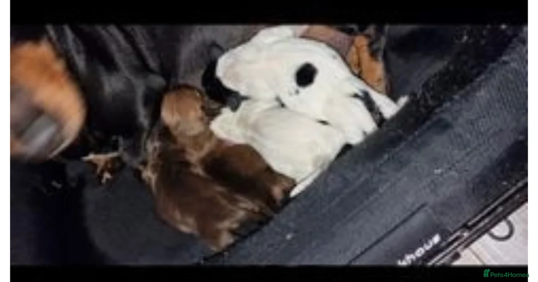 Miniature Dachshund dogs for stud: KC Miniature Dachshund in Liverpool - Advert 13