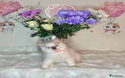 Ragdoll cats for sale: ⭐️TICA REG⭐️Pedigree Ragdoll Kittens DNA CLEAR ✅  - Image 26