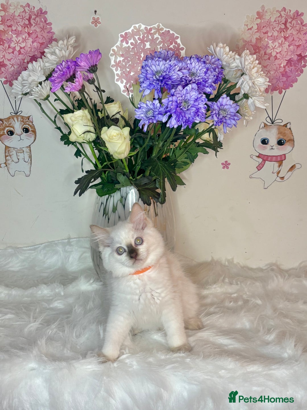 Ragdoll cats for sale: ⭐️TICA REG⭐️Pedigree Ragdoll Kittens DNA CLEAR ✅  - Image 26