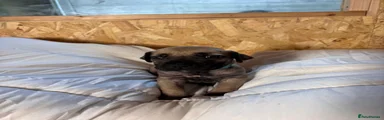Boerboel Puppy 9