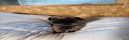 Boerboel dogs for sale: South African boerboel - Advert 5