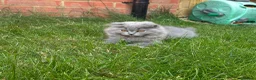 Scottish Fold cats for sale: Scottish fold kittens - Advert 17