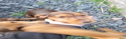 Mixed Breed dogs for sale: Cockerdale puppies looking for they new homes - Advert 10
