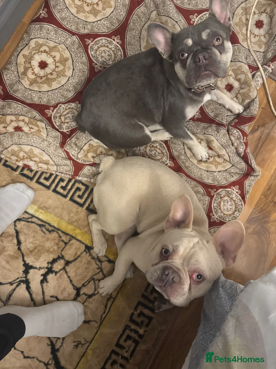 French Bulldog dogs for sale: 2 french bulldogs couples in London - Advert 4