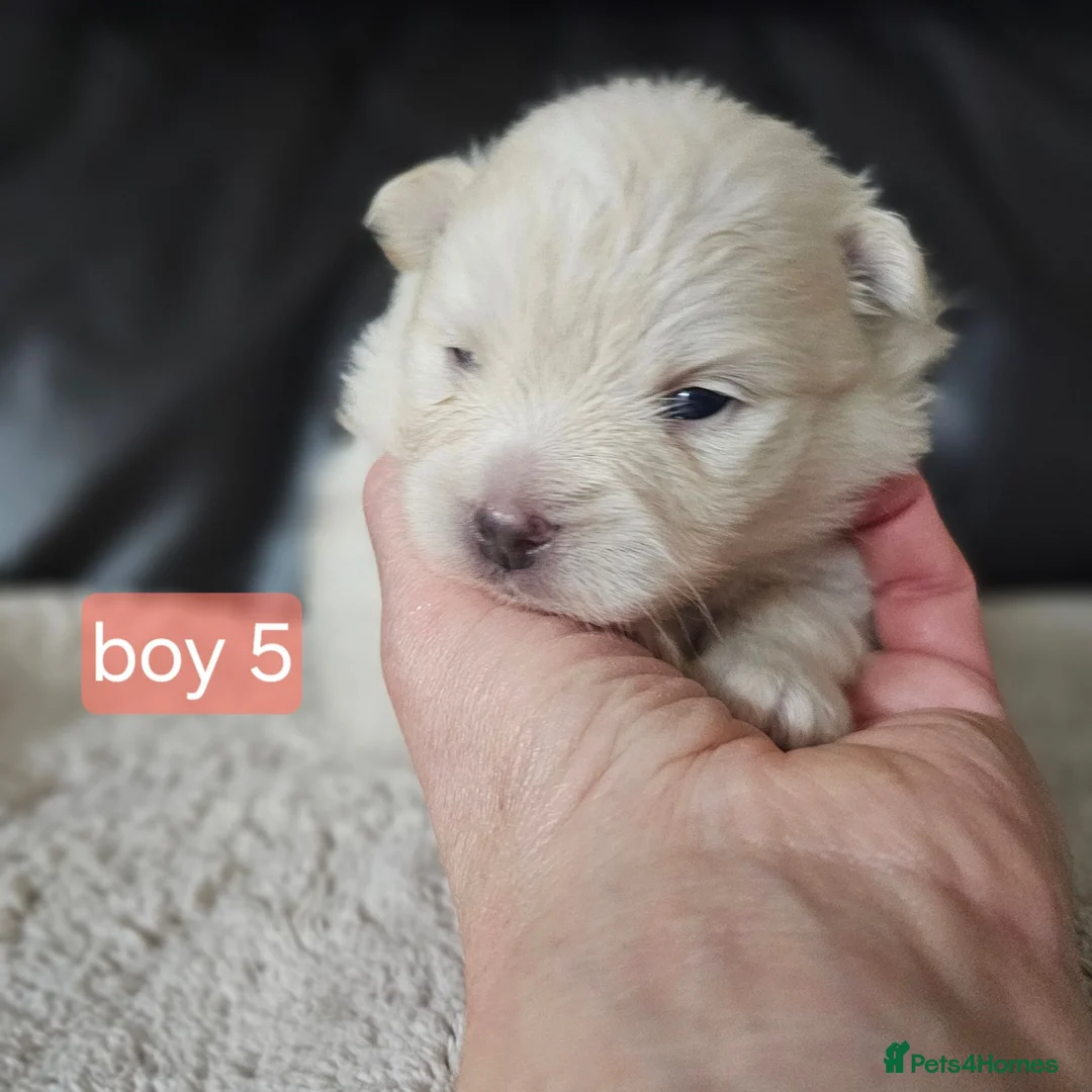 Pomeranian dogs for sale: Beautifull litter of full pomeranians - Advert 22