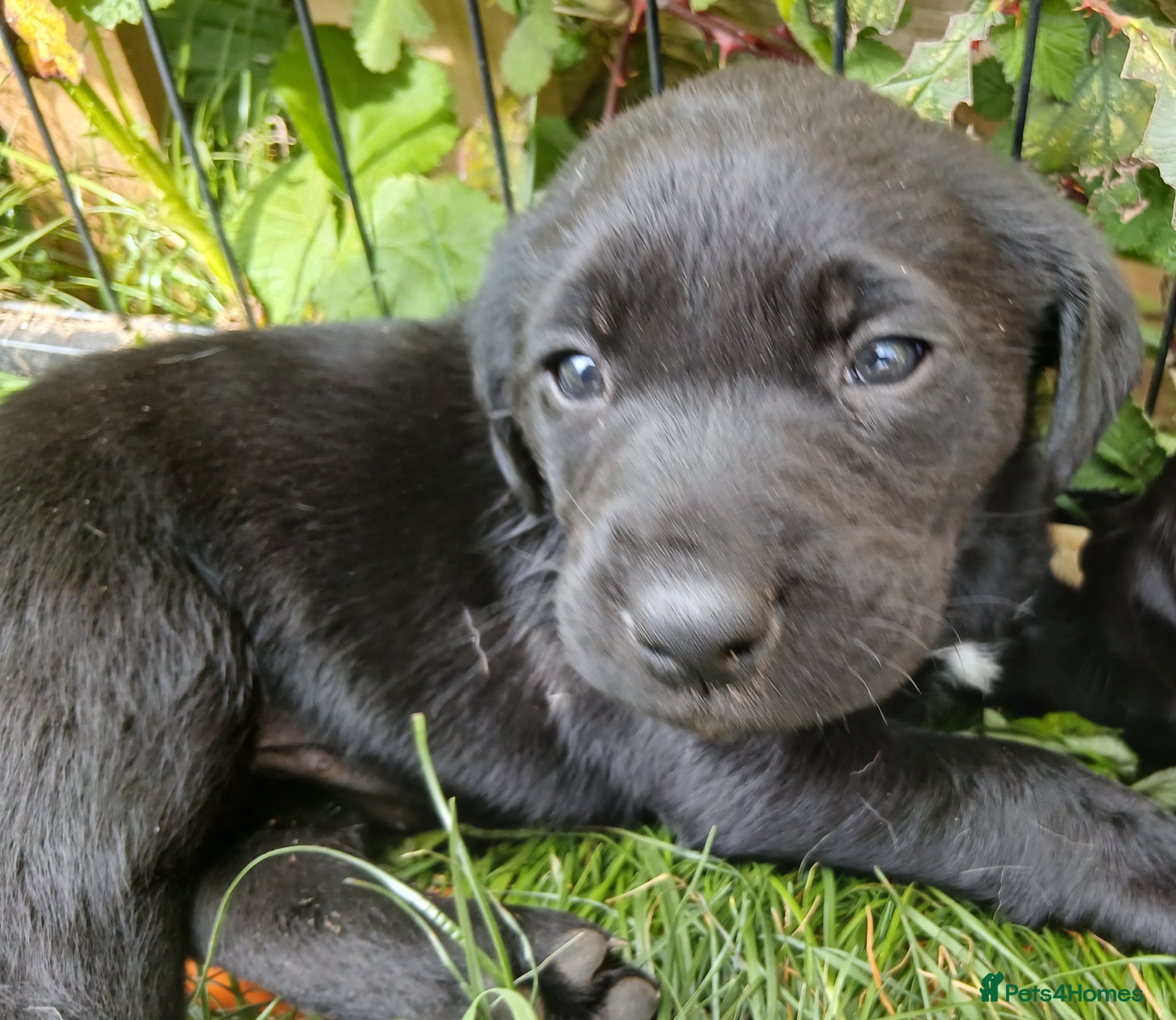 Labrador Retriever dogs Gorgeous black labrador puppies - Advert 4