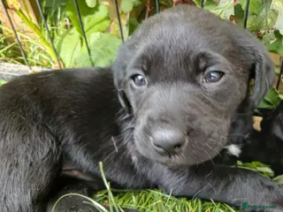 Labrador Retriever dogs Gorgeous black labrador puppies - Advert 4