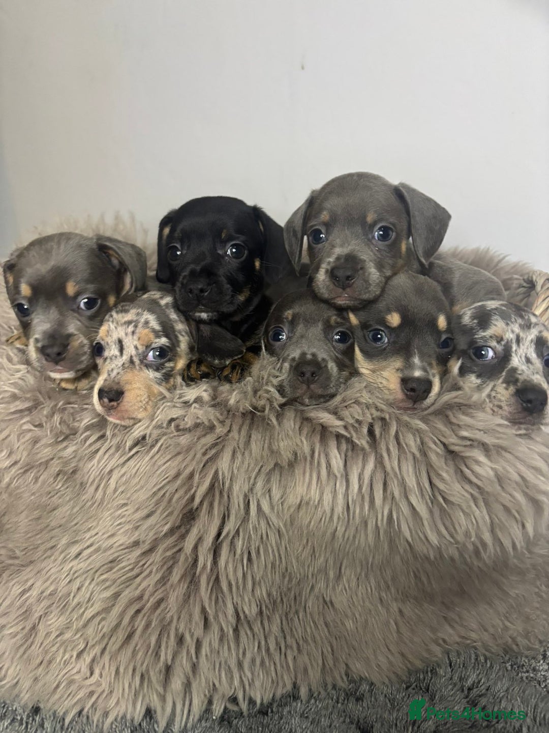 Mixed Breed dogs for sale: Beautiful litter of French bulldog x dachshund  - Advert 10