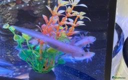 Axolotl reptiles for sale: Axolotl - Image 18
