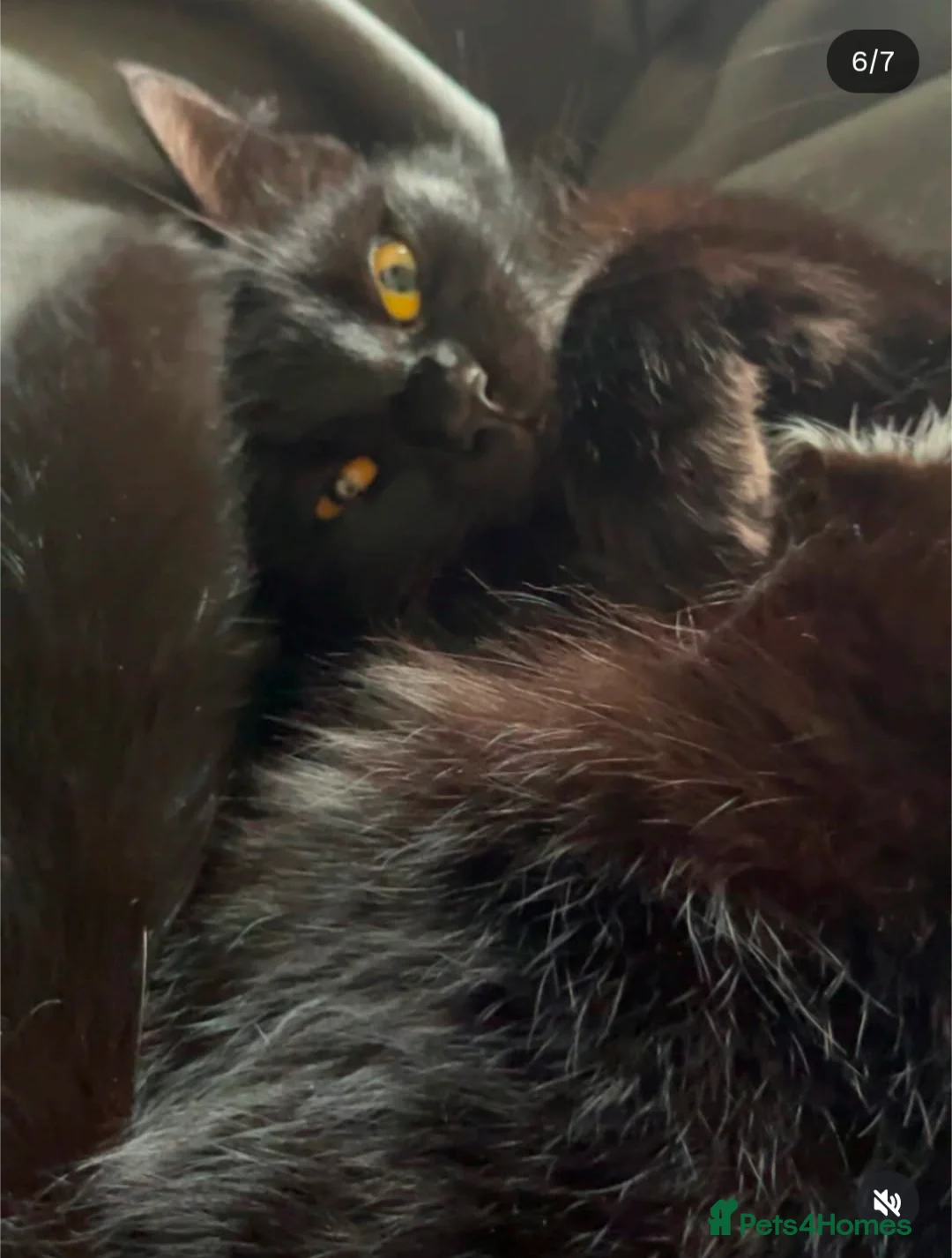 Mixed Breed cats for sale: Salem (FREE) - Advert 2