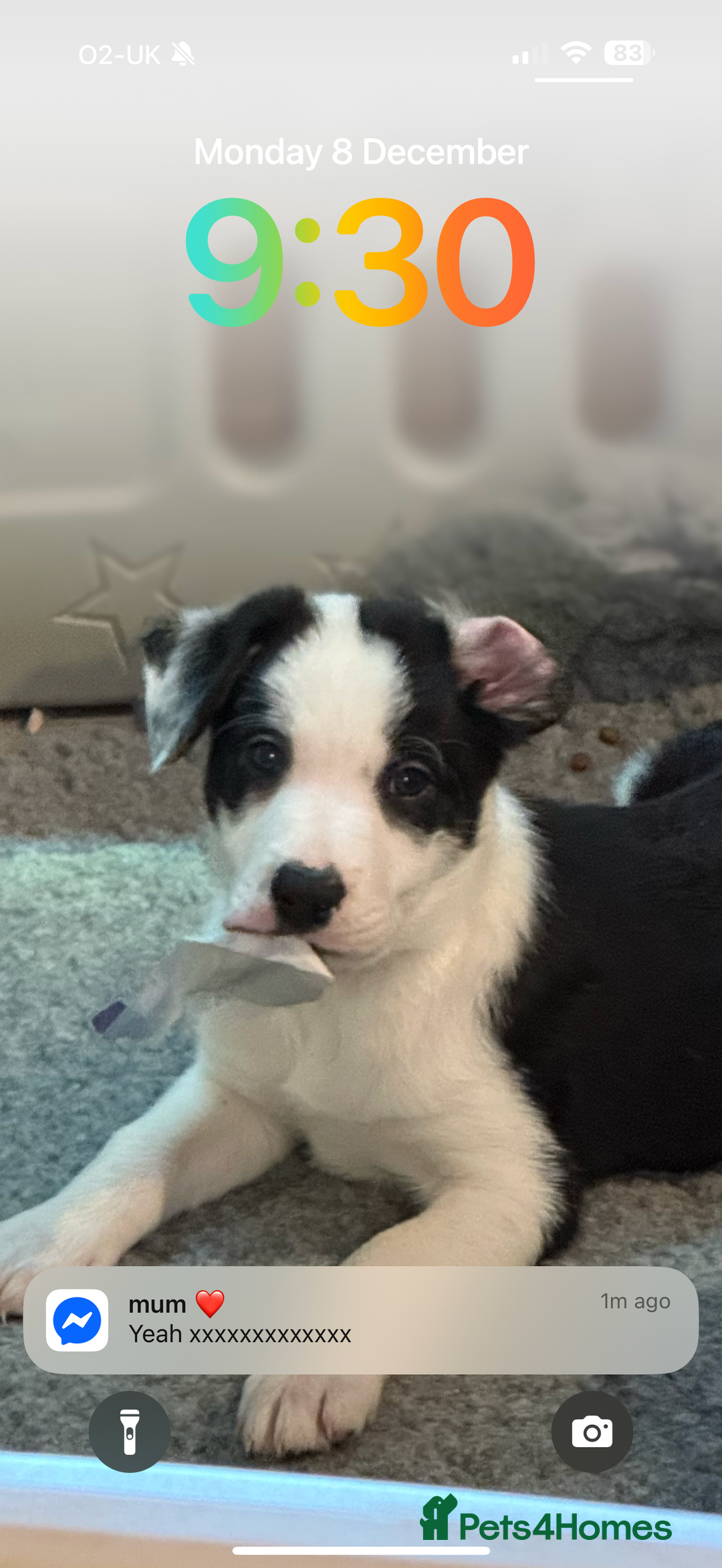 Border Collie dogs for sale: One border collie pup  - Advert 5