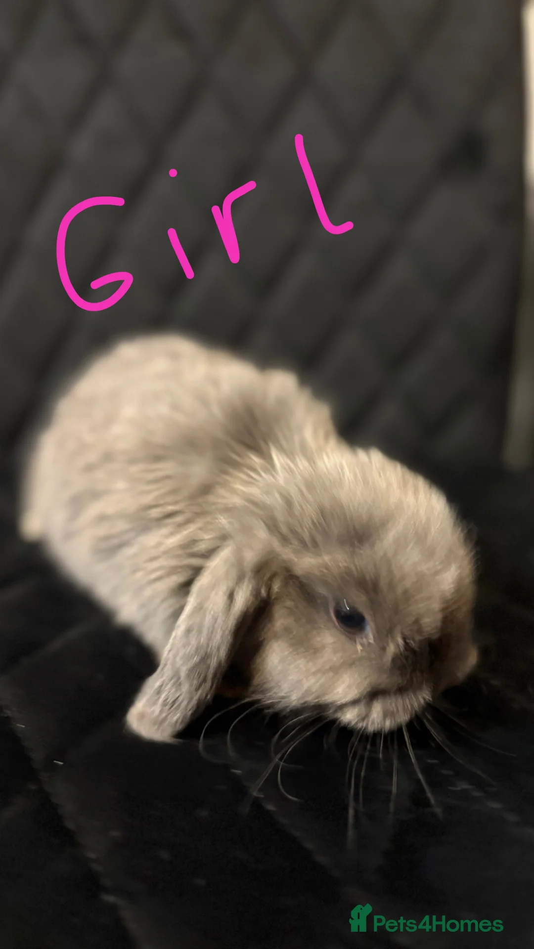 Mini Lop rabbits for sale: Mini lops  - Advert 3