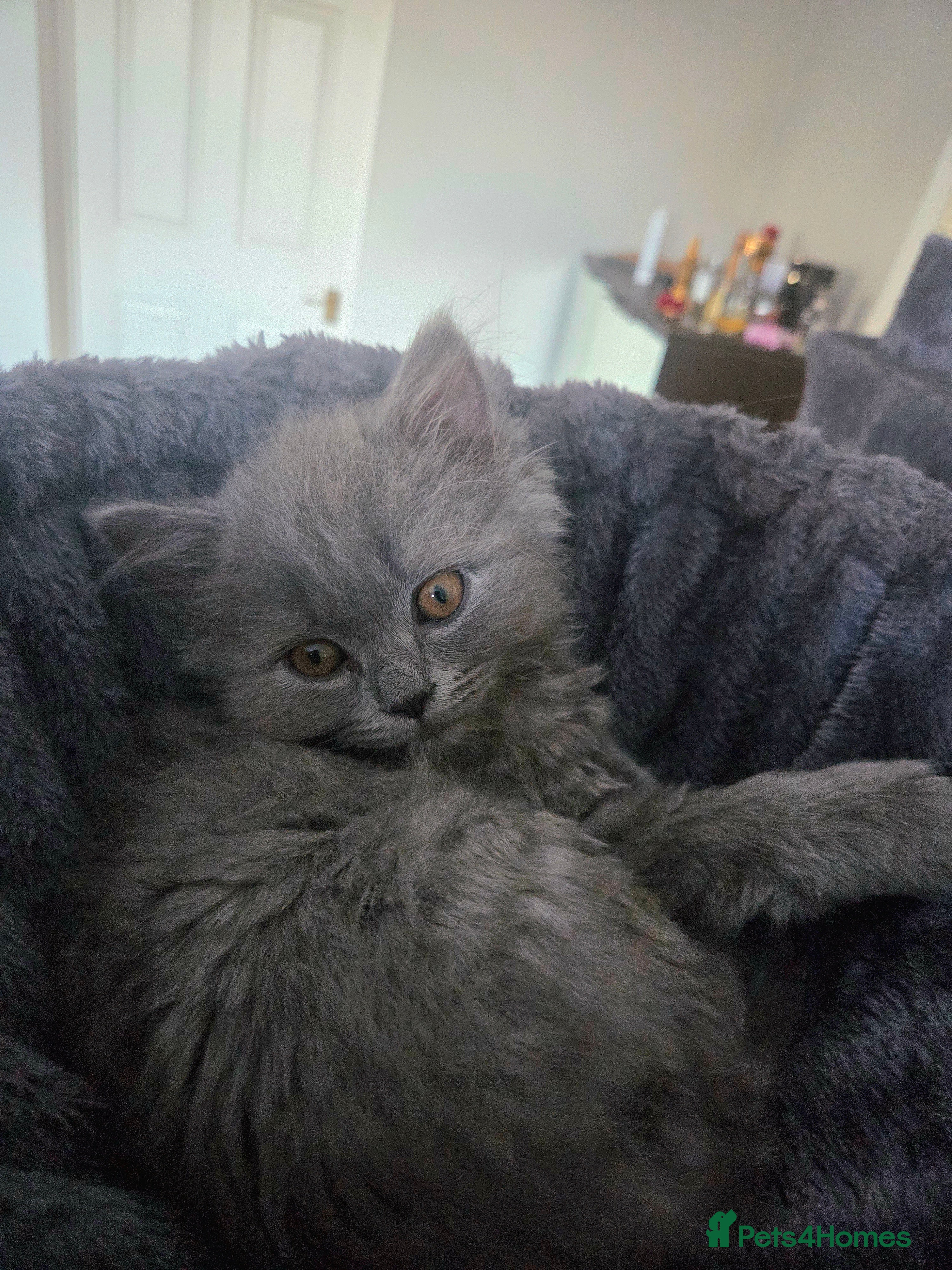 British Longhair cats British Longhair Blue Male  - Advert 1