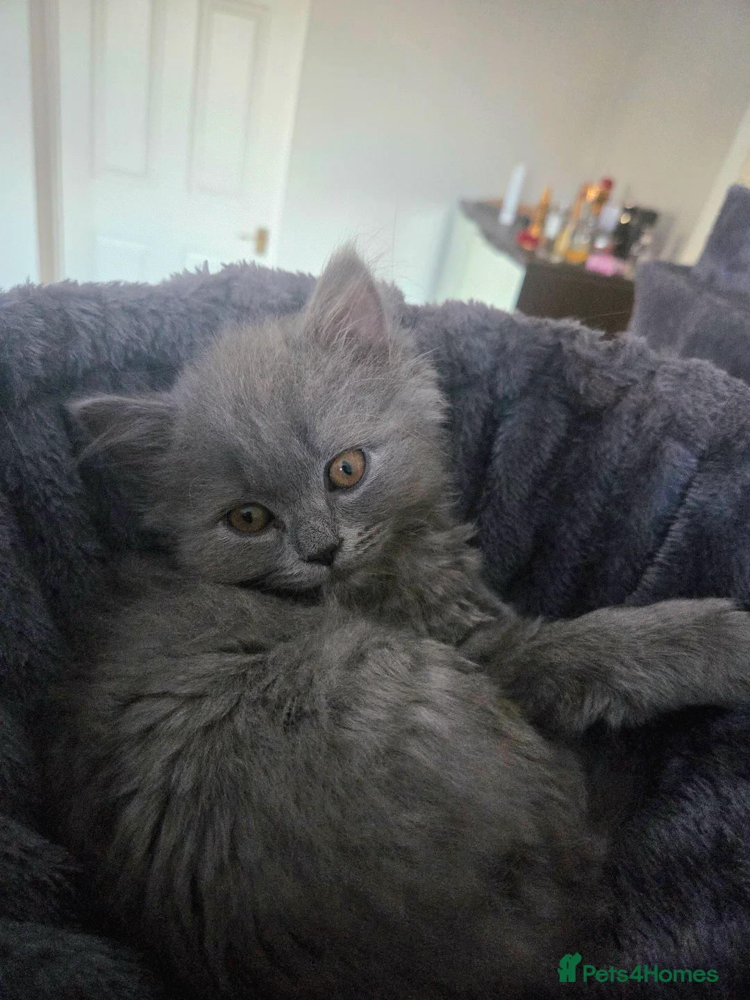 British Longhair cats for sale: British Longhair Blue Male  - Advert 1