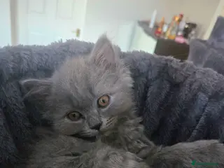 British Longhair cats British Longhair Blue Male - Advert 1