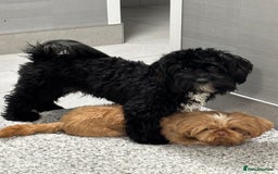 Shihpoo dogs for sale: Shihpoo  - Image 6