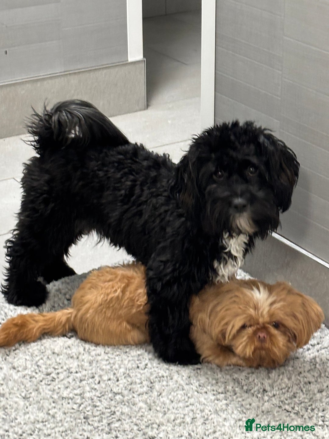 Shihpoo dogs for sale: Shihpoo  - Image 6