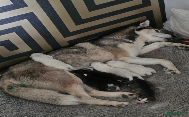 Siberian Husky dogs - Advert 1