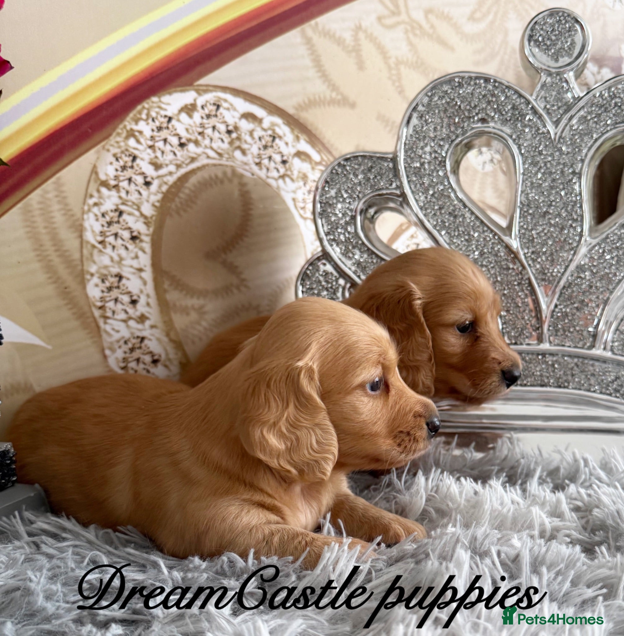 Miniature Dachshund dogs Ready to leave Kc long coat cream puppies  - Advert 2