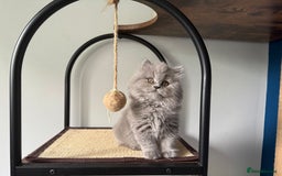 British Longhair cats for sale: GCCF REGISTERED British Longhair Girls  - Image 2