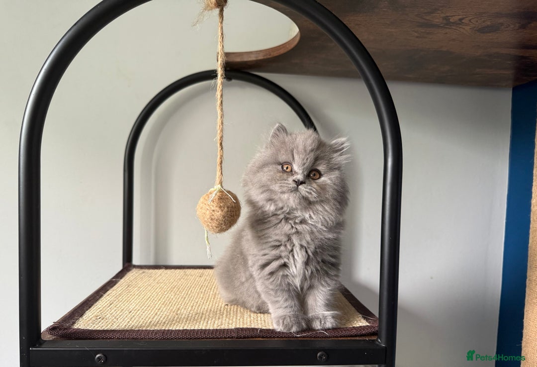 British Longhair cats for sale: GCCF REGISTERED British Longhair Girls  - Image 2