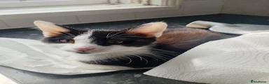 Rocket