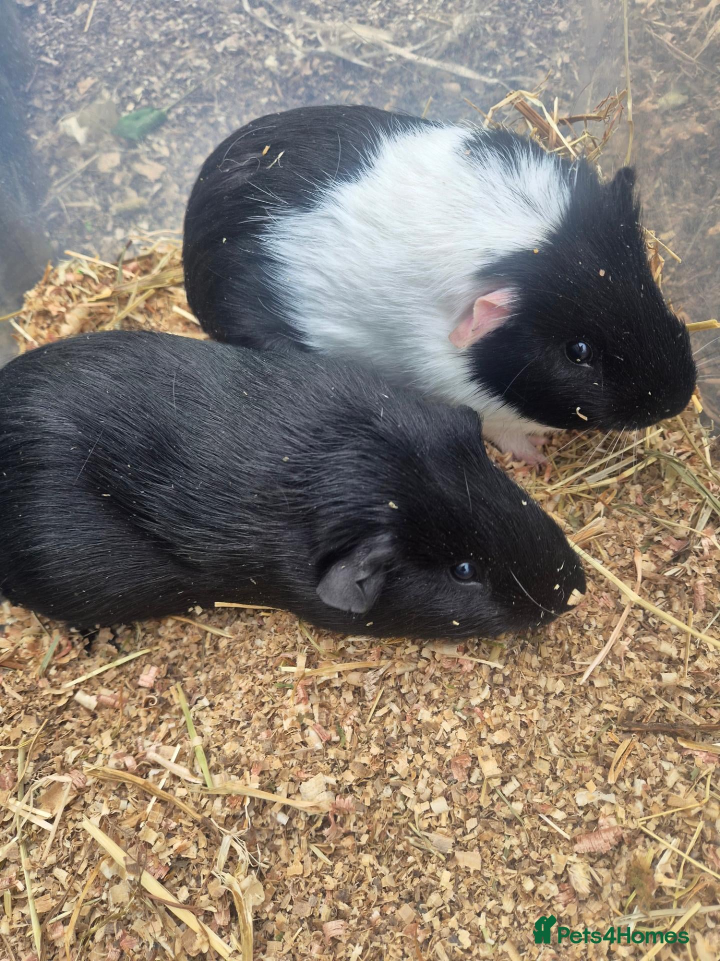 Guinea Pig rodents 2 young male guinea pigs for sale £30 pair  - Advert 1