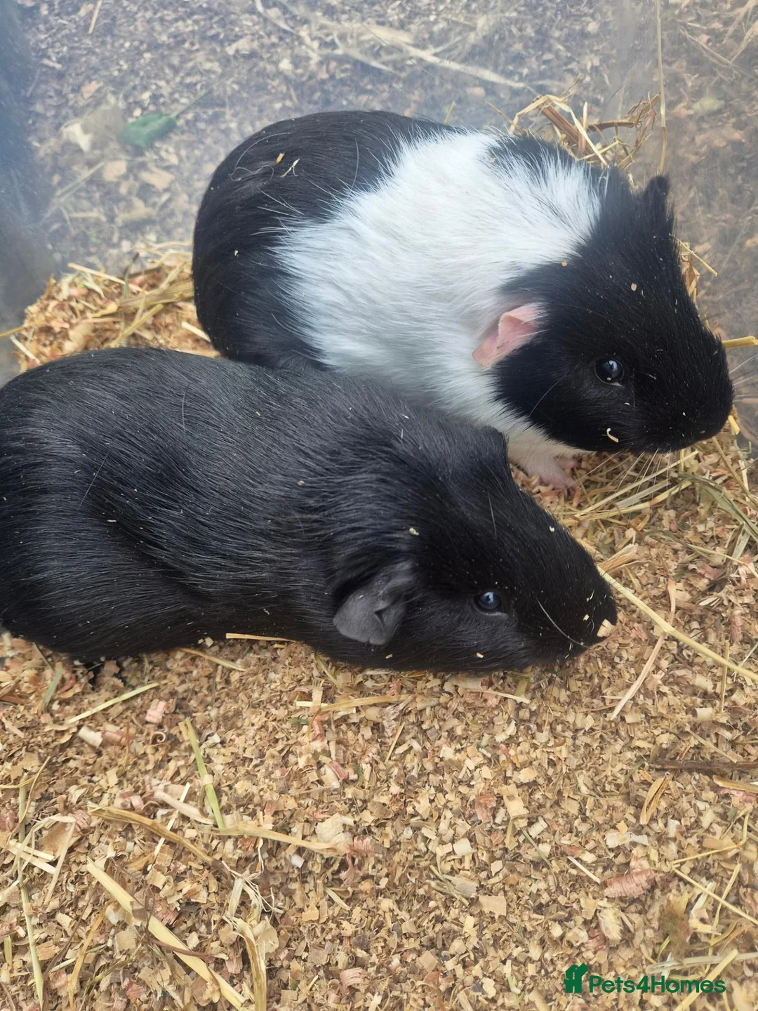Guinea Pig rodents for sale: 2 young male guinea pigs for sale £30 pair  in Manchester - Advert 1