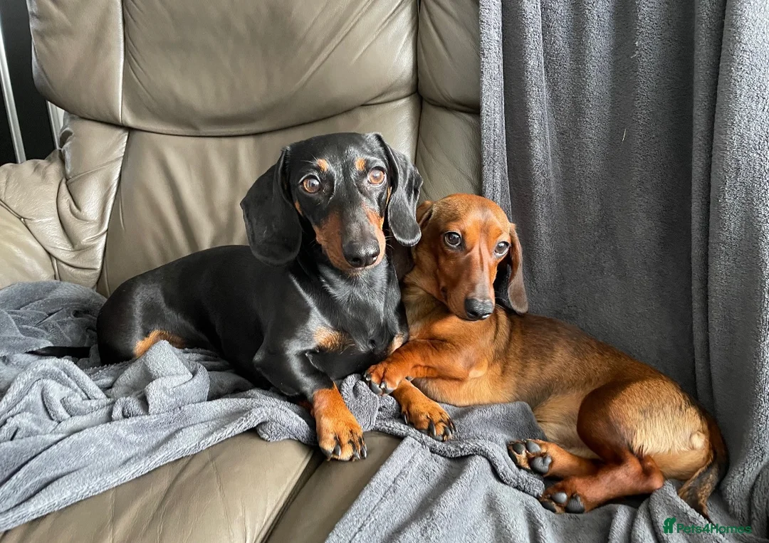 Miniature Dachshund dogs for sale: Beautiful Miniature Dachshund Puppies - Advert 2
