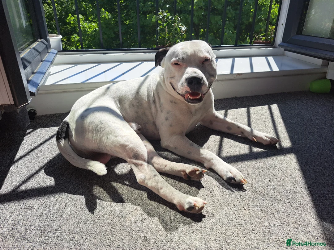 Staffordshire Bull Terrier dogs for sale: Spike  - Advert 5