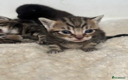 Mixed Breed cats for sale: Beautiful mixed breed kittens - Image 6