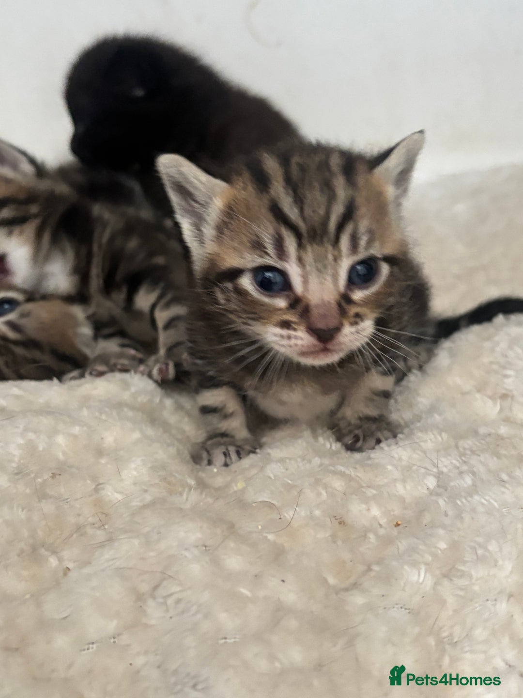 Mixed Breed cats for sale: Beautiful mixed breed kittens - Image 6