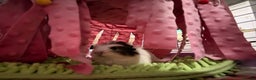 Guinea Pig rodents for sale: 4 sows with kavee cage - Advert 12