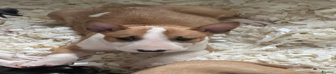 English Bull Terrier Puppy 5