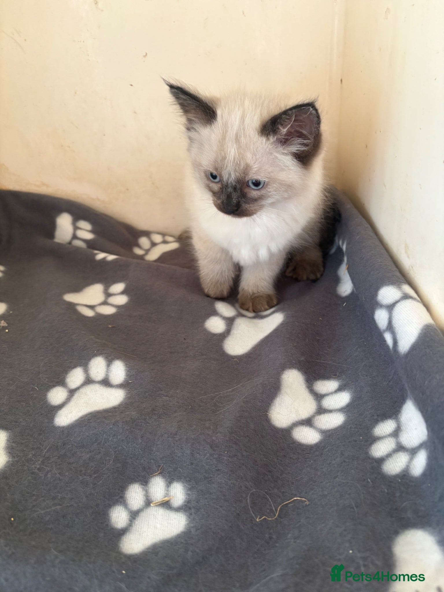 Ragdoll cats for sale: Ragdoll kittens in Romford - Advert 11