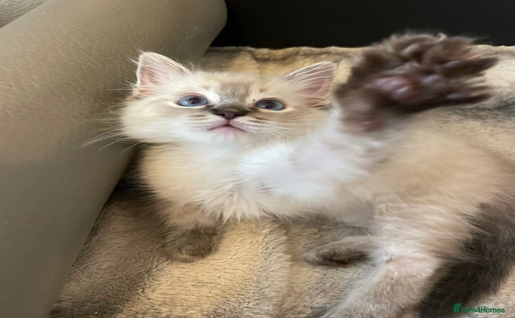 Ragdoll cats - Advert 4