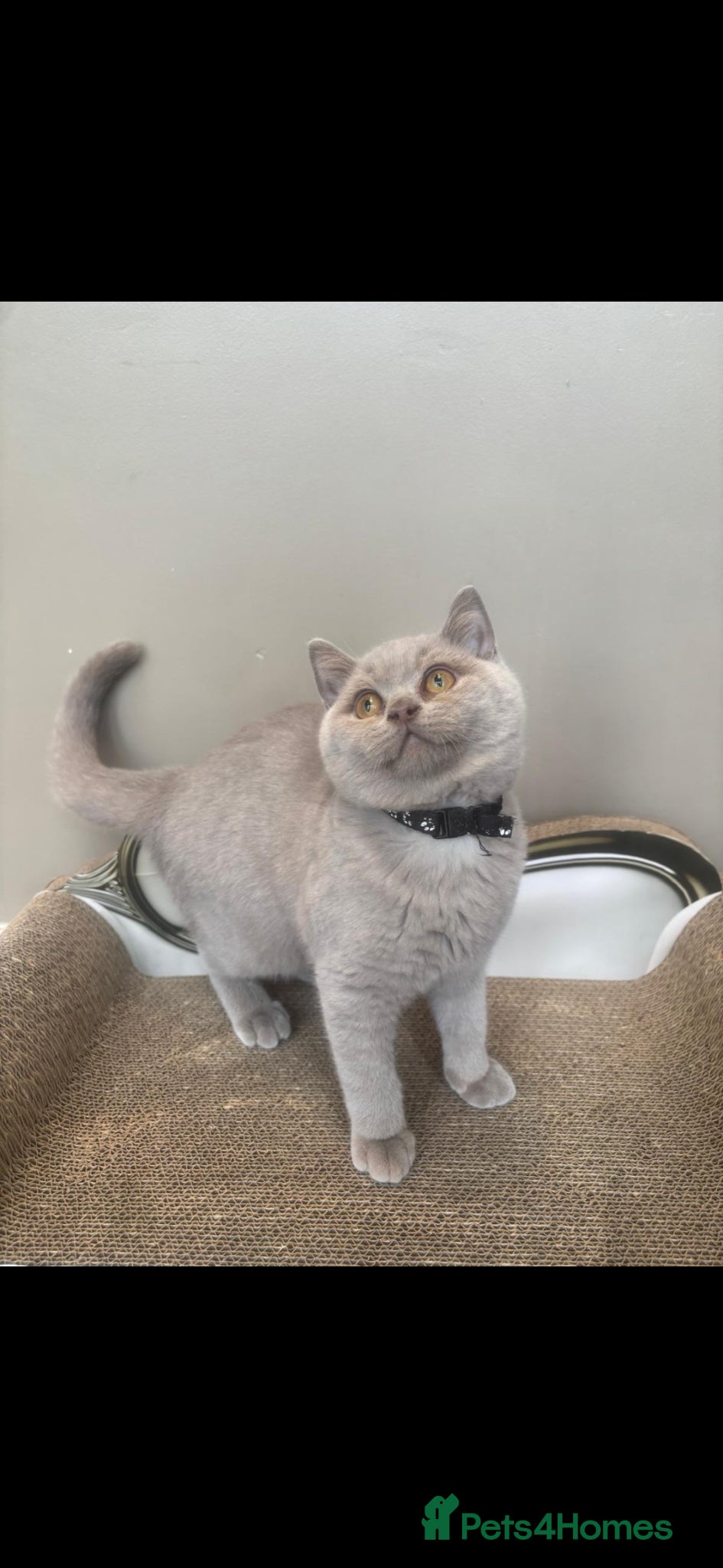 British Shorthair cats ONLY 2 LEFT Gorgeous BSH Kittens Leo&Zues - Advert 2