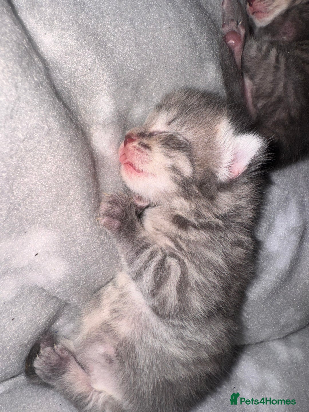 British Shorthair cats for sale: 2 Grey male British Shorthair kittens for sale  - Image 9