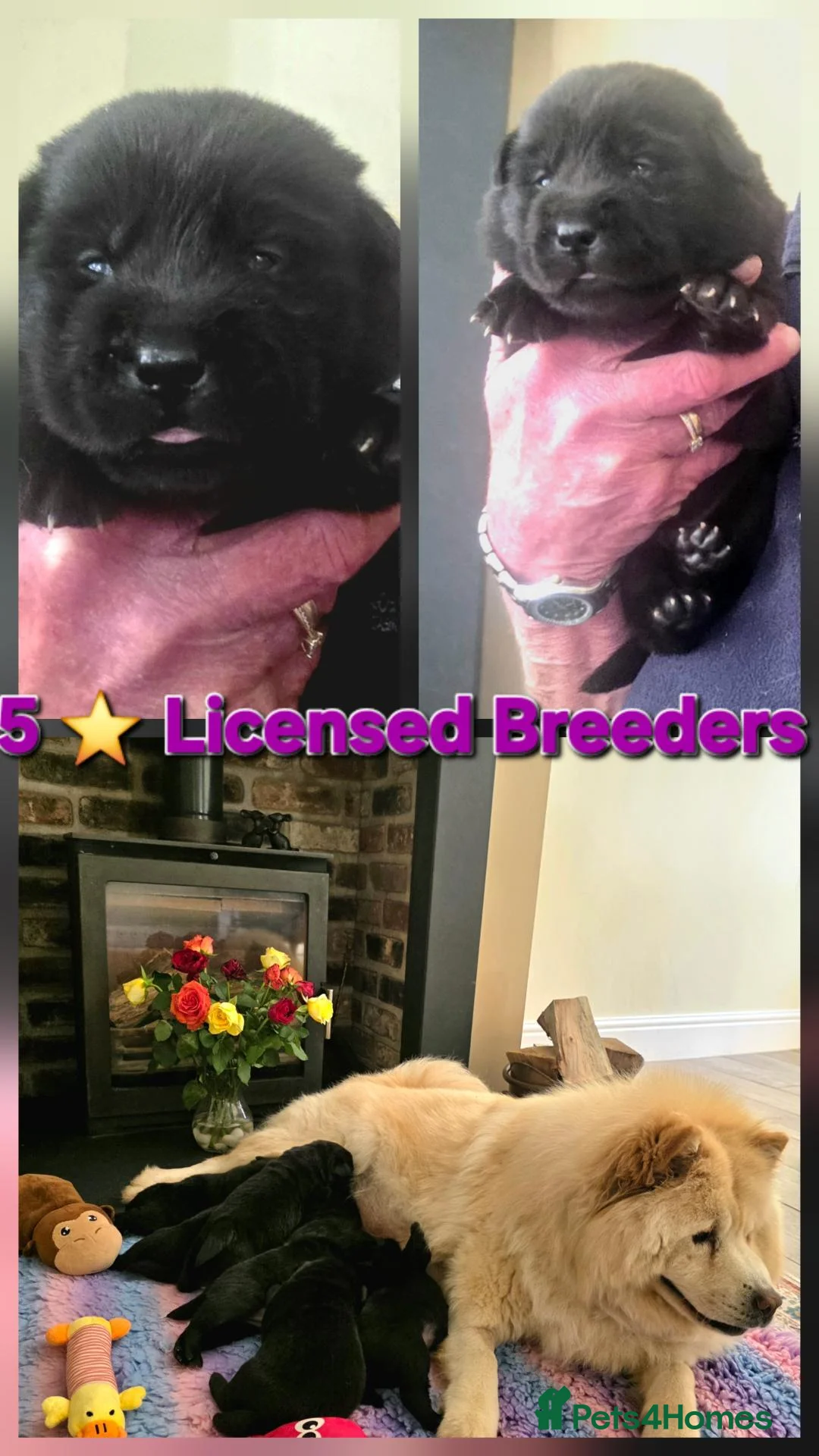 Mixed Breed dogs for sale: Gorgeous Chowador puppies. Chow x Lab - Advert 1