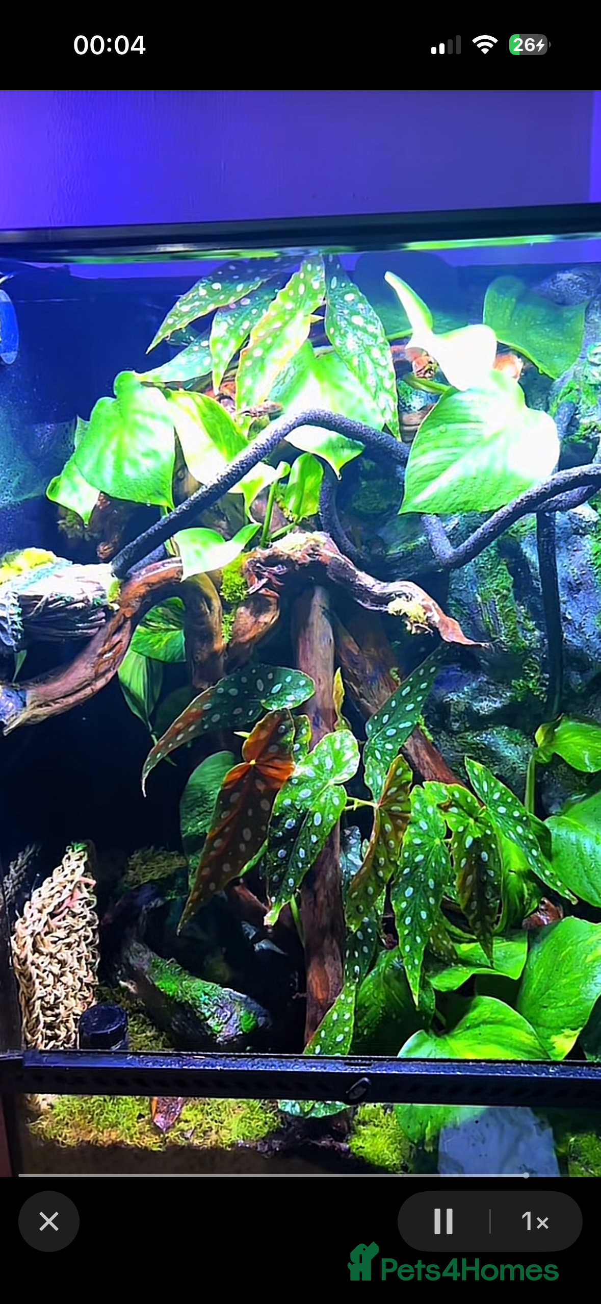 Gecko reptiles Exo terra 60x45x90   - Advert 11