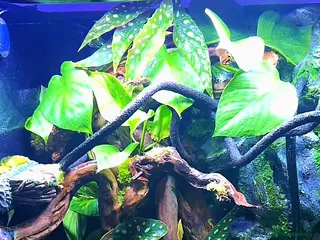 Gecko reptiles Exo terra 60x45x90 - Advert 2