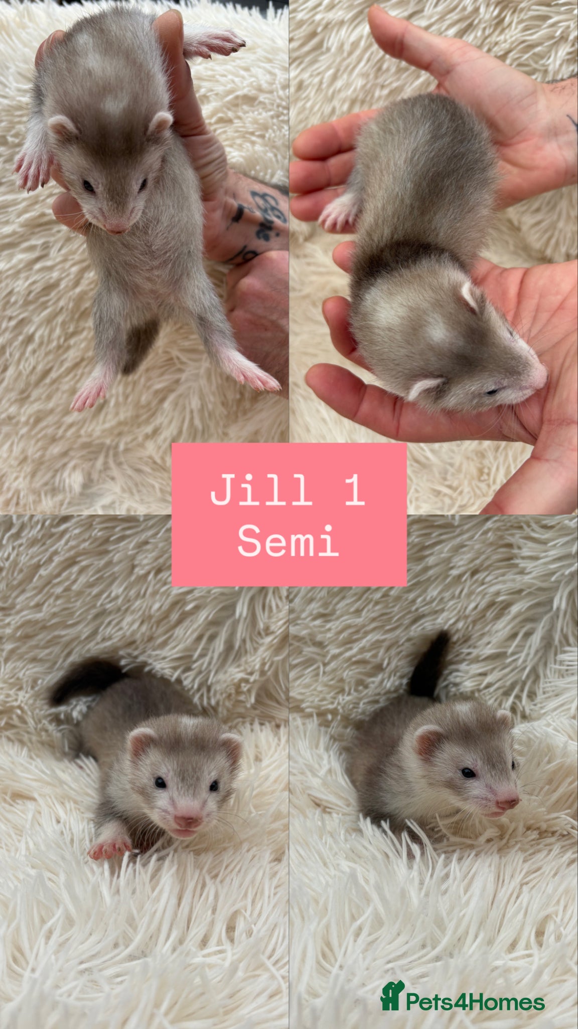 Ferret rodents Pedigree Full & semi Angora Ferret kits £150-£250  - Advert 1