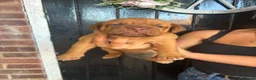 Dogue De Bordeaux dogs for sale: Dogue de Bordeaux Puppies - Advert 9