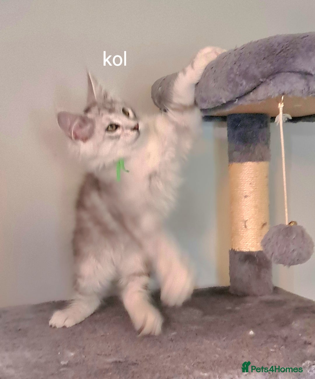 Maine Coon cats for sale: TICA Registered Show quality Maine Coon Kittens in Hull - Image 20